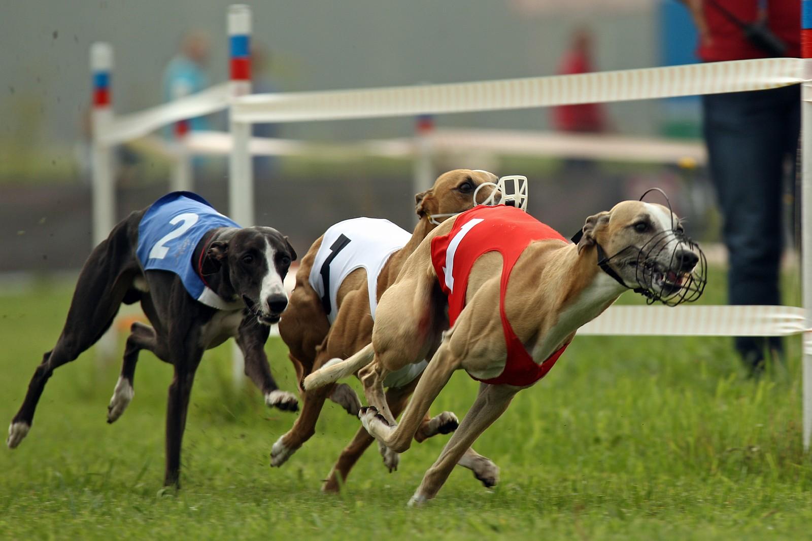 Собачьи бега Albion Park